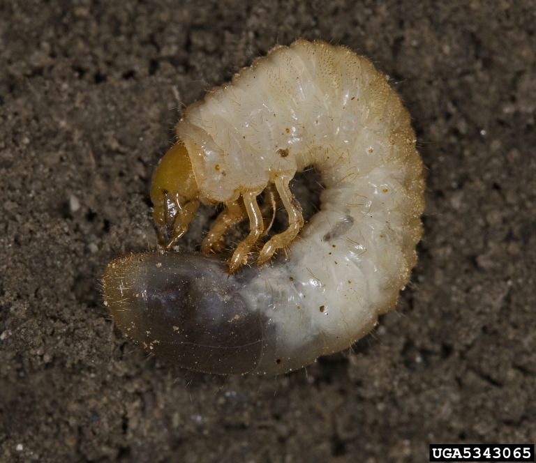 10 Essential Grub Control Facts Lawn Care Tips for WI and MN